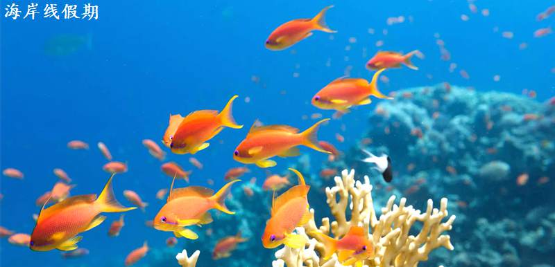 坎多卢岛 Kandolhu Maldives, 娱乐活动（海岛maldives）介绍,网球及高尔夫