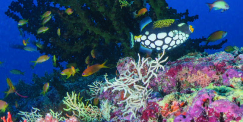 娱乐活动（马尔代夫）介绍，米莱度岛 Milaidhoo Island Maldives,儿童乐园&结婚照&浮潜&健身房