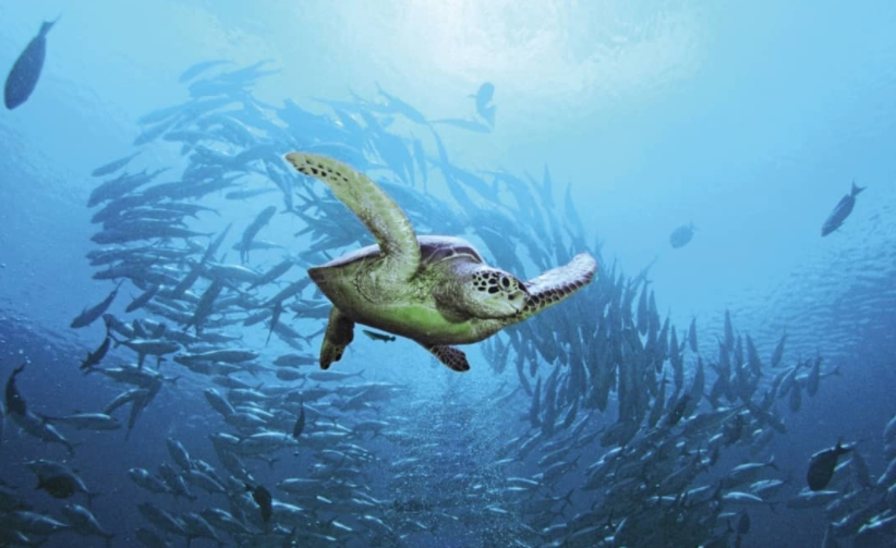 娱乐活动（马尔代夫）介绍，小四季|四季库达呼拉 Fourseasons Kuda,儿童乐园&结婚照&浮潜&健身房