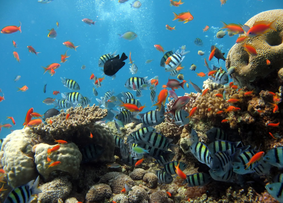 玛丽富士 COMO Maalifushi, 娱乐活动（海岛maldives）介绍,网球及高尔夫