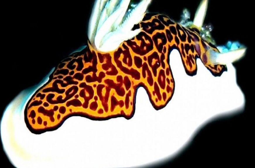 娱乐活动（马尔代夫）介绍，埃雅度|艾瑞亚 Eriyadu Island Resort,儿童乐园&结婚照&浮潜&健身房