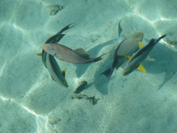 马尔代夫自助游图片