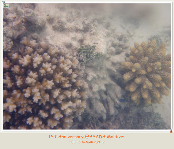 马尔代夫旅游攻略图片