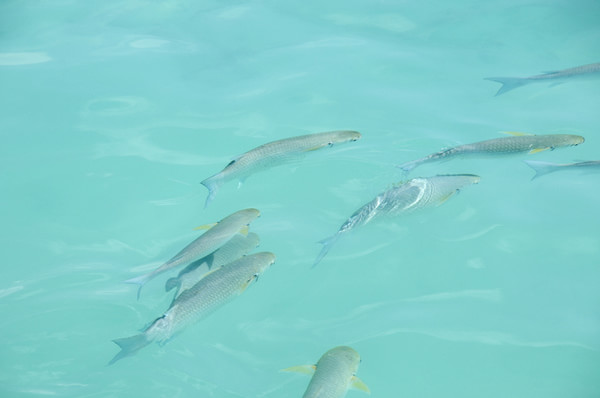 马尔代夫自助游图片