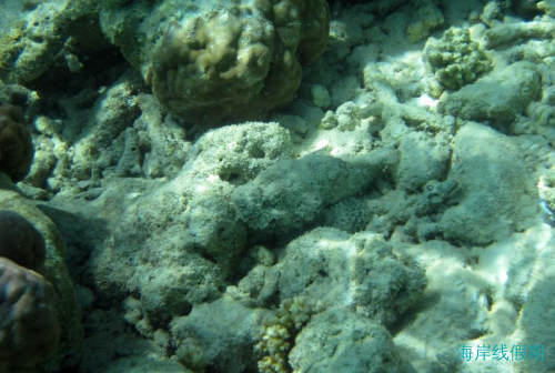 马尔代夫悦榕庄vabbinfaru蜜月之旅——水下美景,马尔代夫游记，海岸线假期