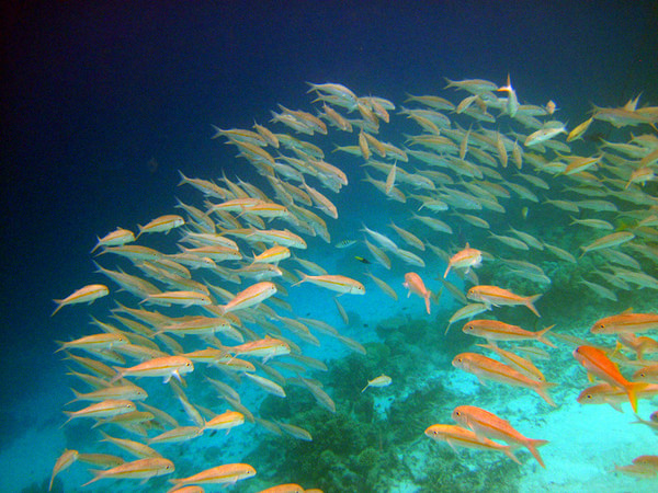 马尔代夫景点图片