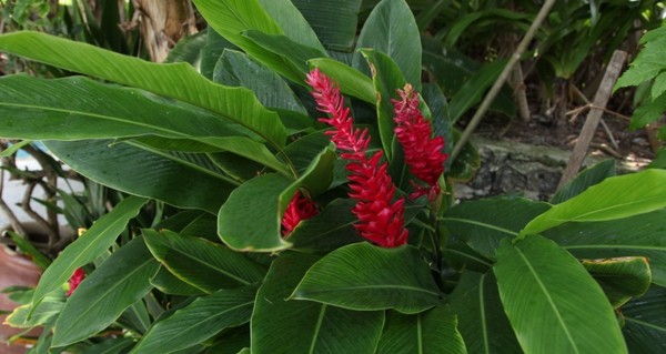 马尔代夫自助游图片