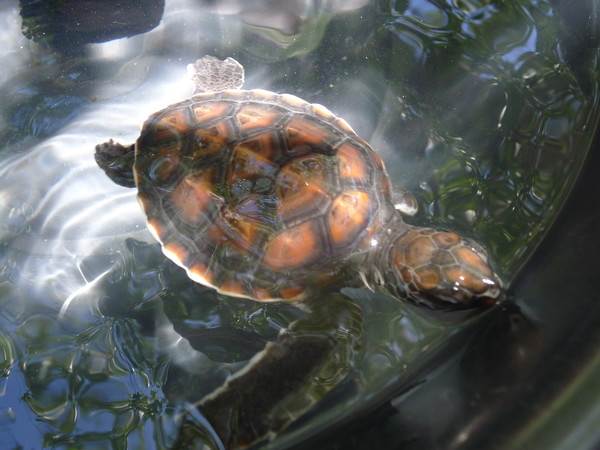 马尔代夫图片 马尔代夫图片