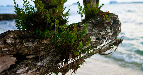 马尔代夫图片