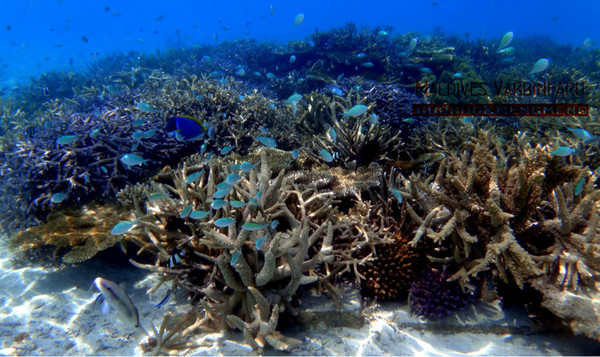 马尔代夫自助游图片 马尔代夫自助游图片