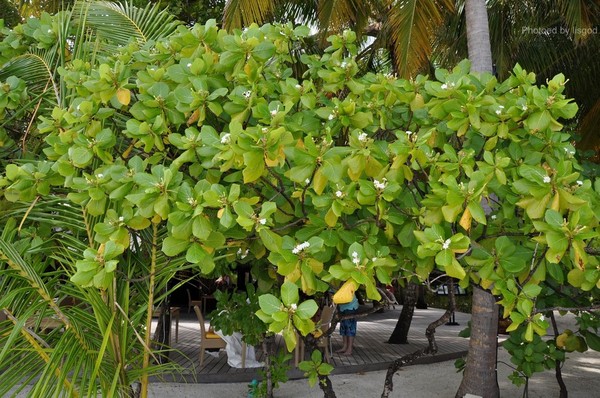 马尔代夫图片 马尔代夫图片