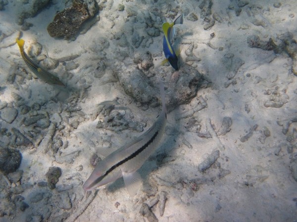 马尔代夫景点图片