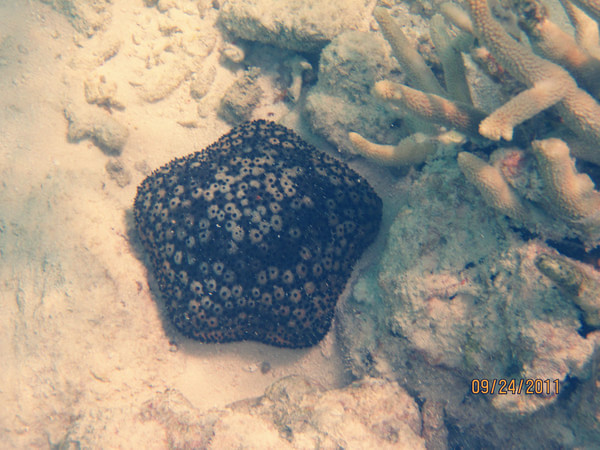 马尔代夫自助游图片