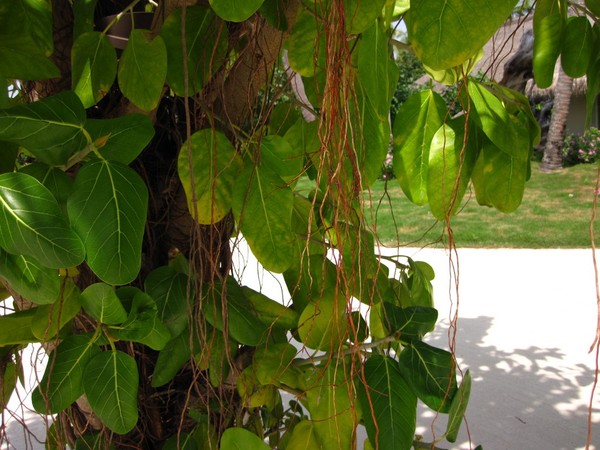 马尔代夫自助游图片 马尔代夫自助游图片