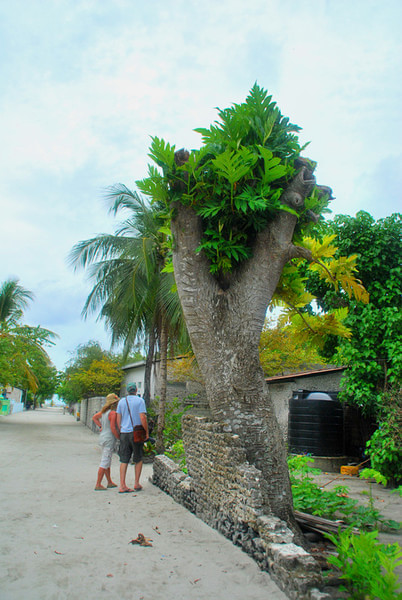 马尔代夫自助游图片