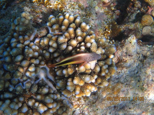 马尔代夫旅游攻略图片 马尔代夫旅游攻略图片