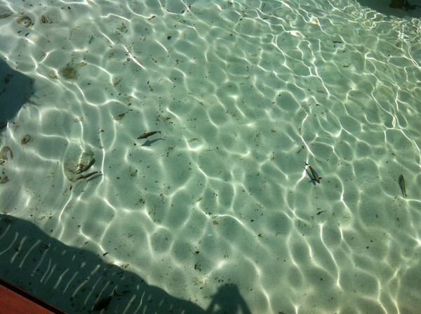 马尔代夫自助游图片