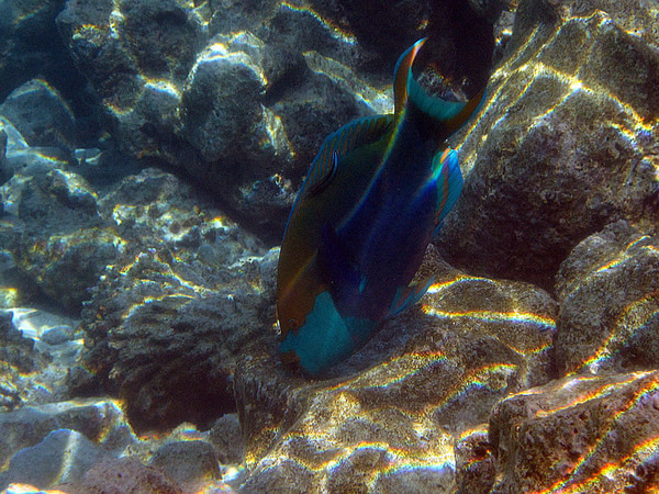 马尔代夫旅游攻略图片