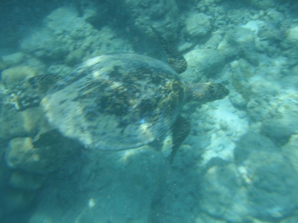 马尔代夫景点图片