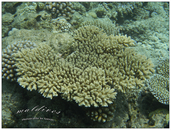 马尔代夫旅游攻略图片