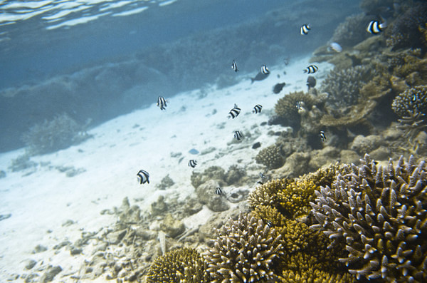 马尔代夫自助游图片 马尔代夫自助游图片