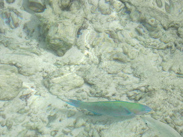 马尔代夫旅游攻略图片 马尔代夫旅游攻略图片