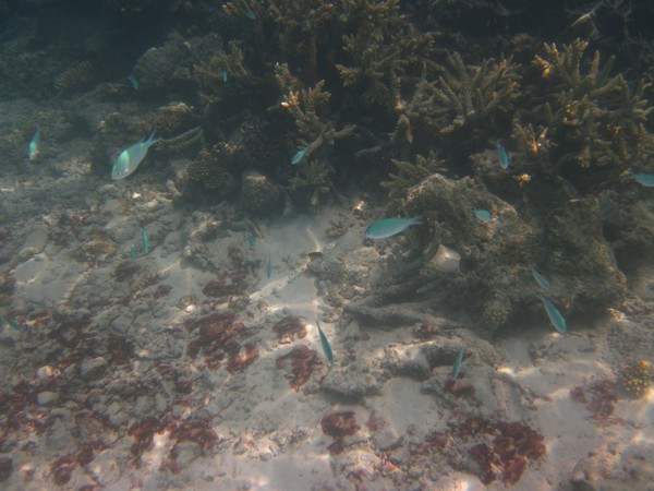 马尔代夫旅游攻略图片 马尔代夫旅游攻略图片