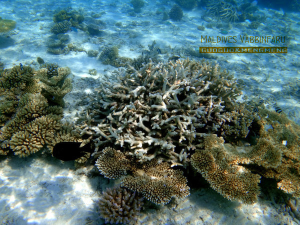 马尔代夫旅游攻略图片 马尔代夫旅游攻略图片