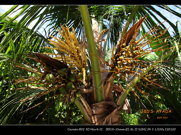 马尔代夫自助游图片