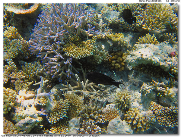 马尔代夫旅游攻略图片