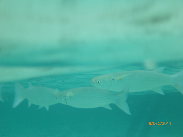 马尔代夫景点图片