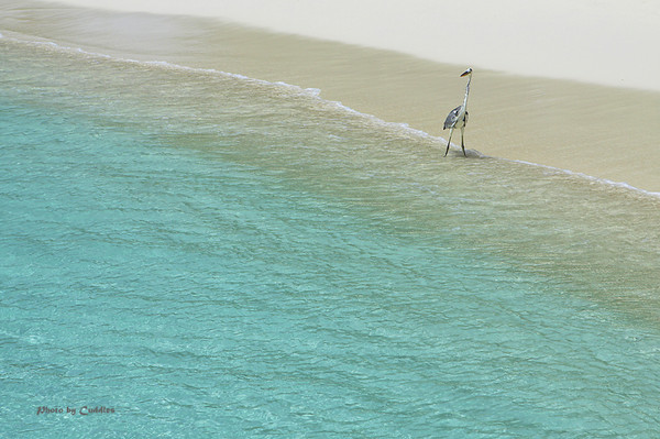 马尔代夫景点图片