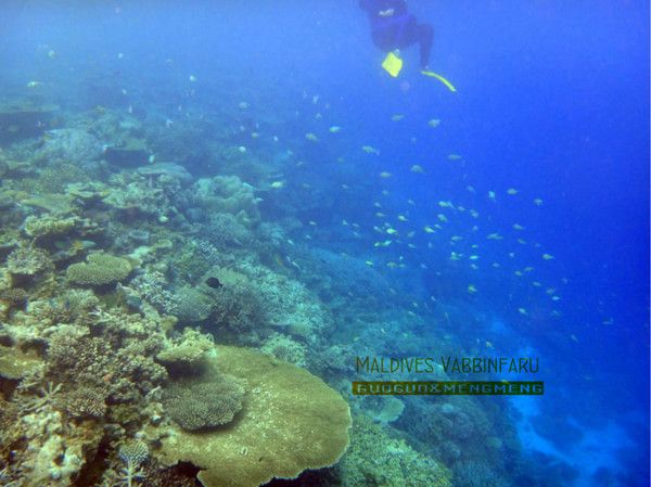 马尔代夫自助游图片 马尔代夫自助游图片