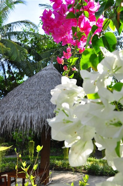 马尔代夫景点图片