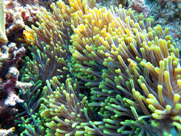 马尔代夫旅游攻略图片