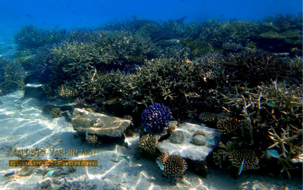 马尔代夫自助游图片 马尔代夫自助游图片