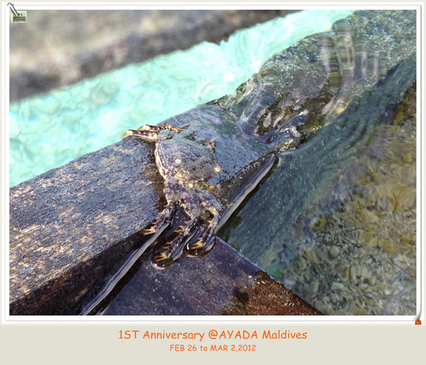 马尔代夫景点图片