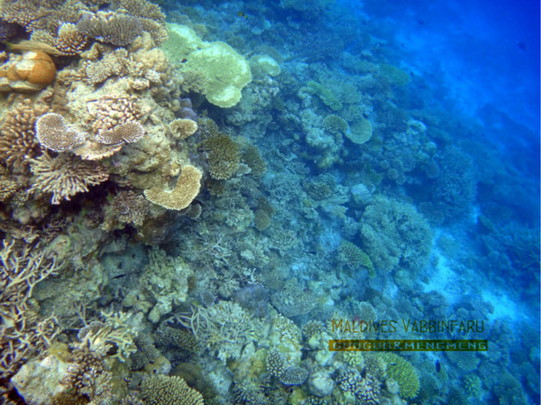 马尔代夫图片 马尔代夫图片