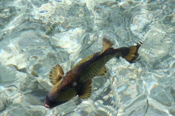 马尔代夫景点图片