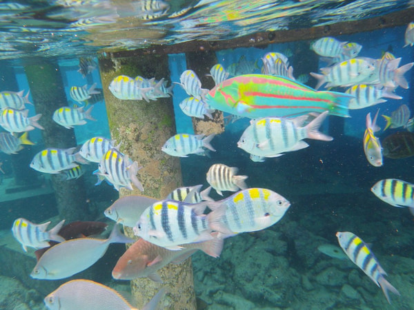 马尔代夫景点图片