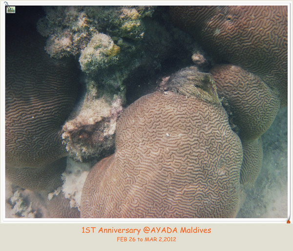 阿雅达岛自助游图片