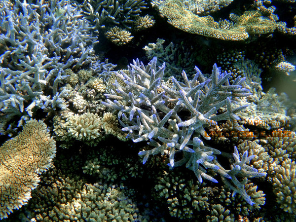 马尔代夫图片 马尔代夫图片