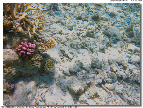 马尔代夫旅游攻略图片