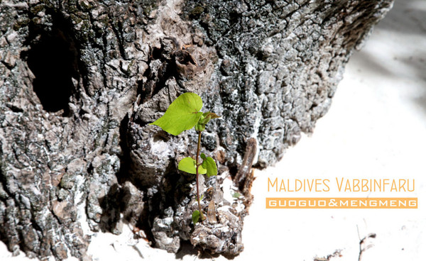 马尔代夫自助游图片 马尔代夫自助游图片