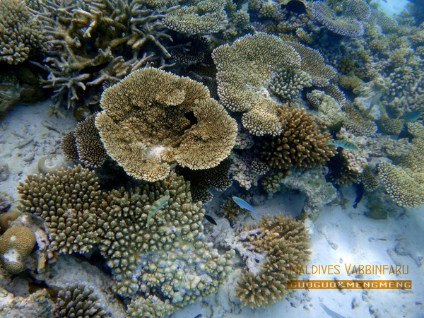 马尔代夫图片 马尔代夫图片