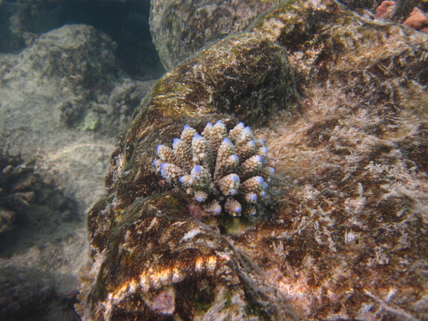 马尔代夫自助游图片 马尔代夫自助游图片