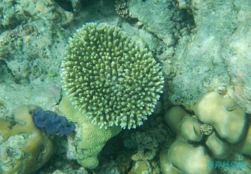 【都喜天阙Dusit】浮潜篇,马尔代夫游记，海岸线假期