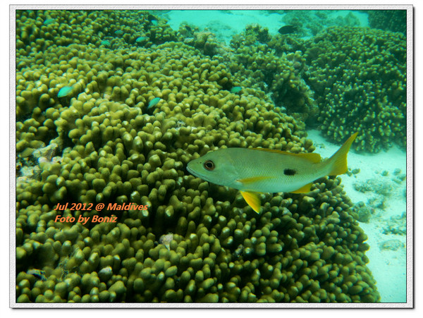 卡努呼拉岛自助游图片 卡努呼拉岛自助游图片