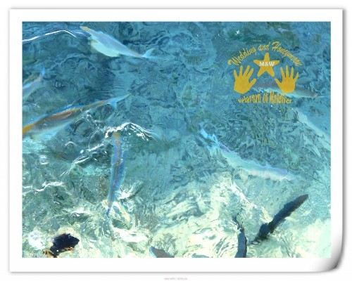 马尔代夫旅游攻略图片 马尔代夫旅游攻略图片