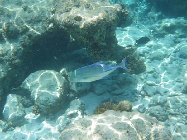 马尔代夫自助游图片